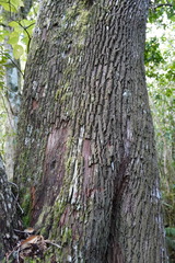 Agarista salicifolia