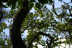 Agarista salicifolia
