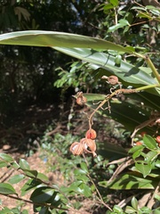 Alpinia