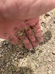 Euphorbia gracillima