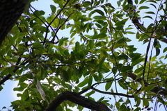 Agarista salicifolia