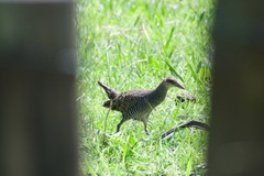 Gallirallus philippensis