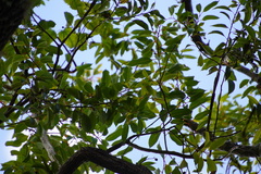 Agarista salicifolia