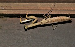 Polyspilota aeruginosa