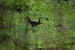 Gallirallus philippensis
