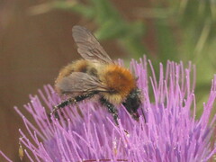 Bombus pascuorum