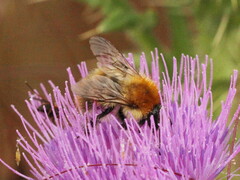 Bombus pascuorum