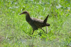 Gallirallus philippensis