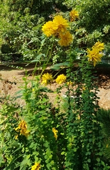 Rudbeckia laciniata