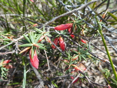 Stenanthera conostephioides