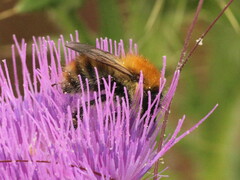 Bombus pascuorum