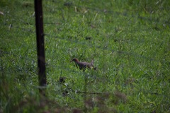 Gallirallus philippensis