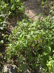Amaranthus blitum