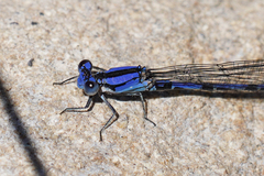 Argia extranea