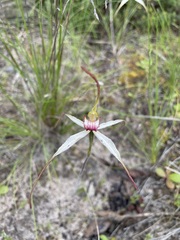 Caladenia colorata