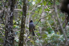 Hypsipetes borbonicus