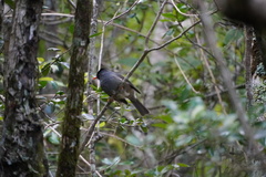 Hypsipetes borbonicus