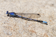 Argia extranea