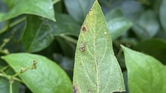 Stephanitis pyrioides