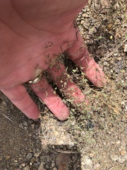 Euphorbia gracillima