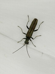 Oedemera lurida