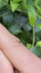 Stephanitis pyrioides