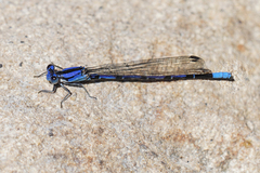 Argia extranea
