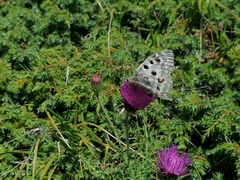 Parnassius apollo