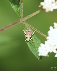 Rhopalidae