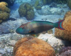 Cetoscarus ocellatus