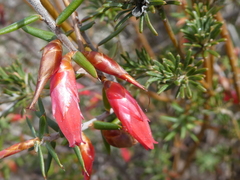Stenanthera conostephioides