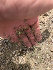 Euphorbia gracillima