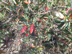 Stenanthera conostephioides