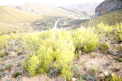 Dodonaea viscosa angustifolia