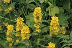 Lysimachia punctata