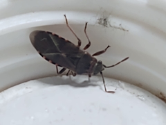 Arocatus melanocephalus