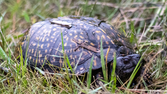Terrapene carolina major