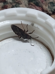 Arocatus melanocephalus