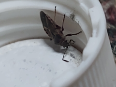 Arocatus melanocephalus