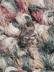 Arocatus melanocephalus