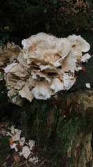 Merulius tremellosus