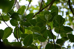 Ficus densifolia