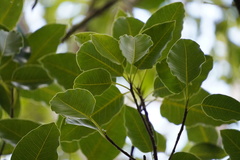 Ficus densifolia