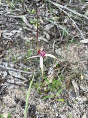 Caladenia colorata