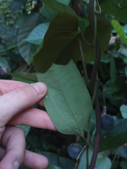 Decaloba