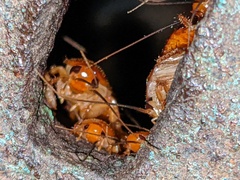 Shelfordella lateralis