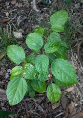 Dendrocnide photiniiphylla