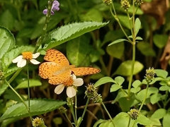 Phalanta phalantha phalantha