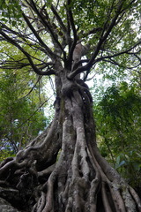 Ficus densifolia image