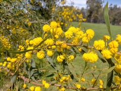 Acacia saligna
